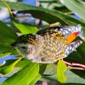 Spotted Pardalote