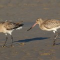 Bar-tailed Godwit foraging on river mud&nbsp;flats
