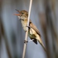 Aust. Reed Warbler&nbsp;calling