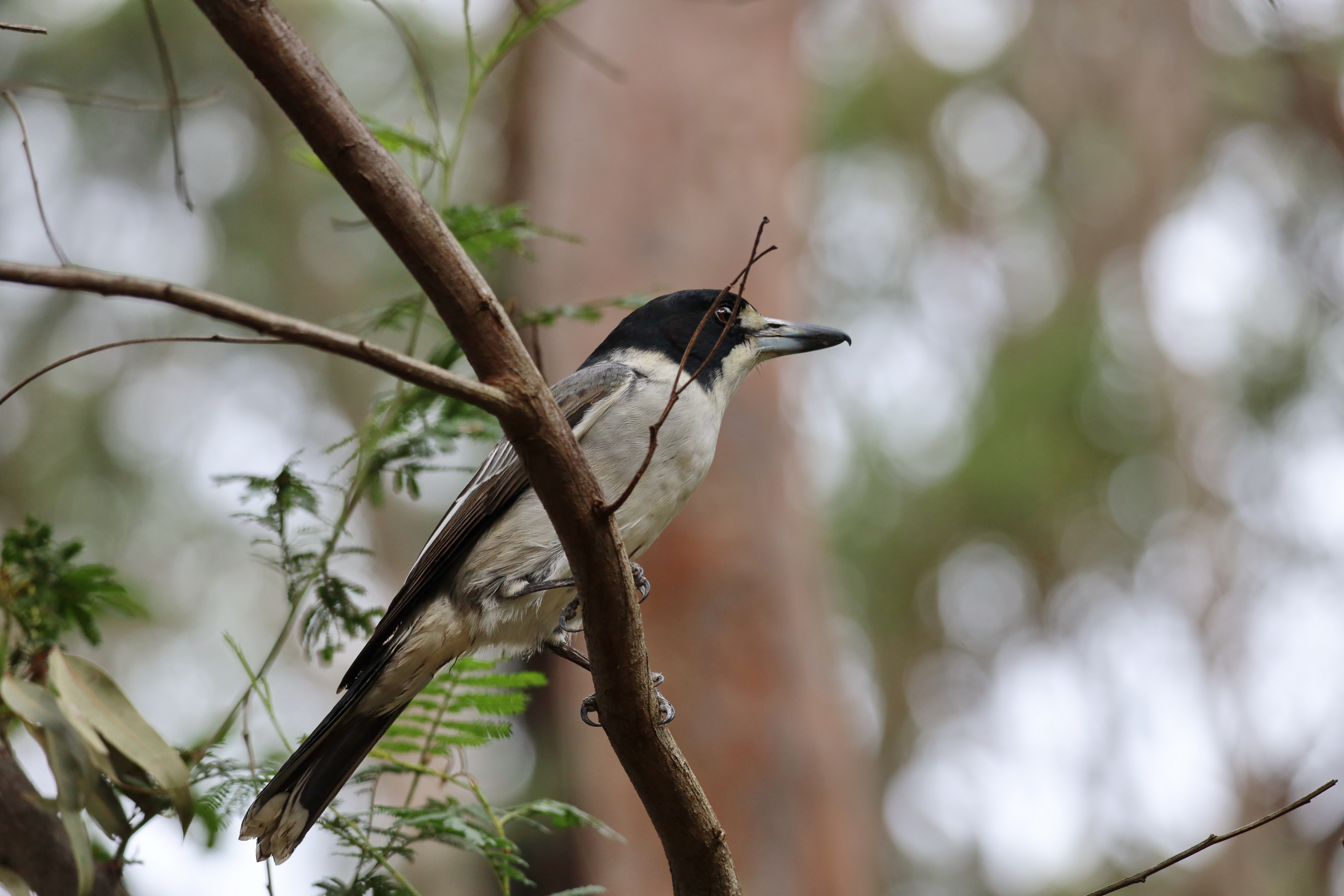 The Happiest Bird in the Forest – The Butcherbird