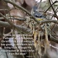 Eastern Yellow Robin&nbsp;nesting
