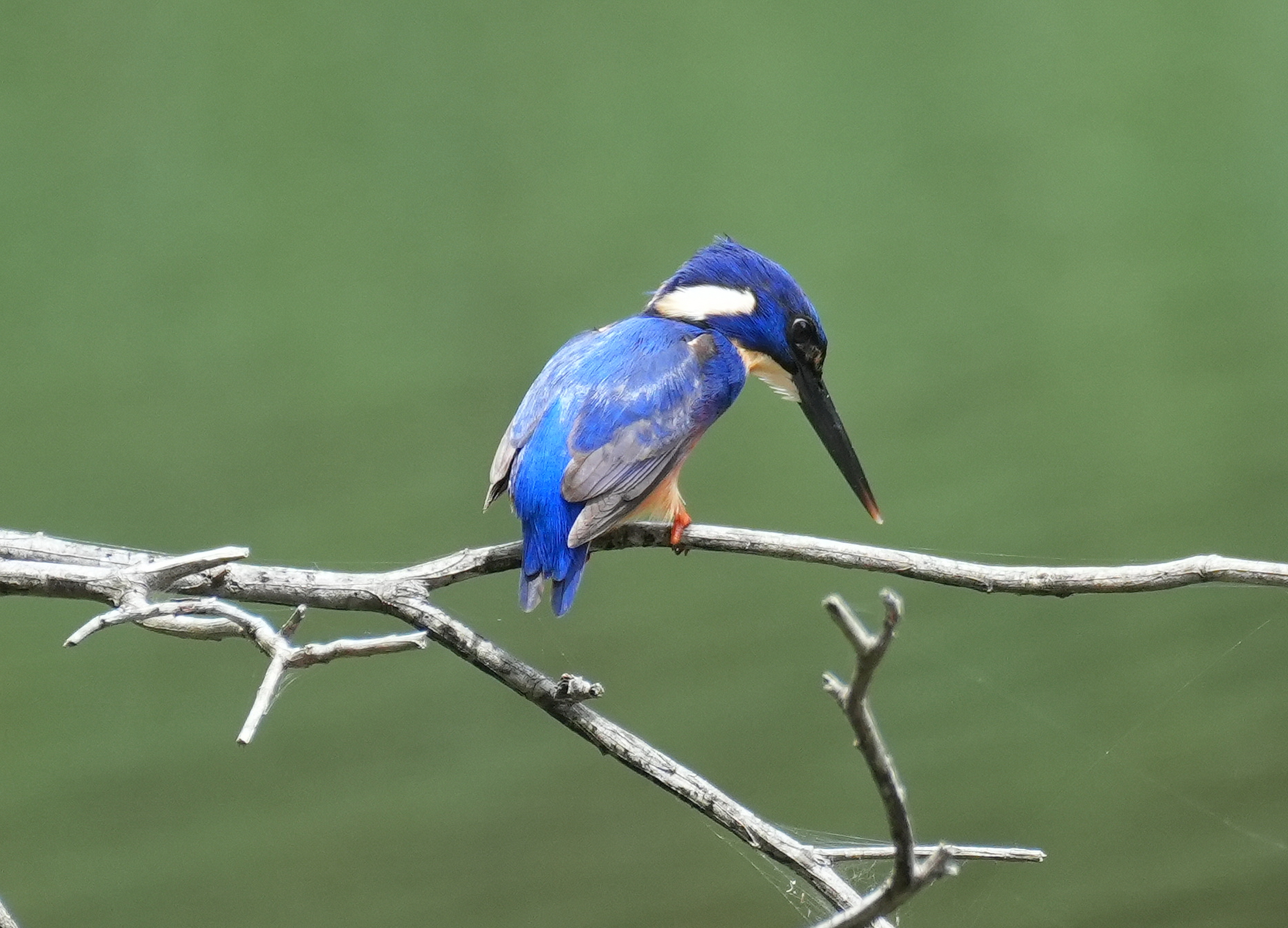 Riparian Birds of the Royal National Park Azure Kingfisher aussiebirder