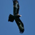 Wedge-tailed Eagle (2)
